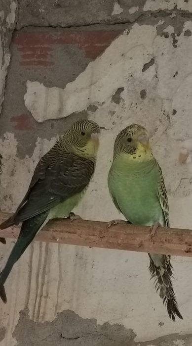 Periquitos asa negra