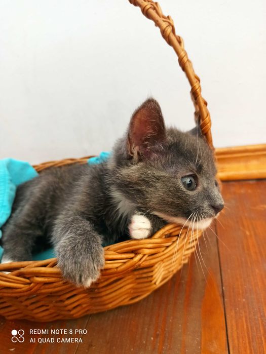 Сіреньке кошенятко шукаю родину