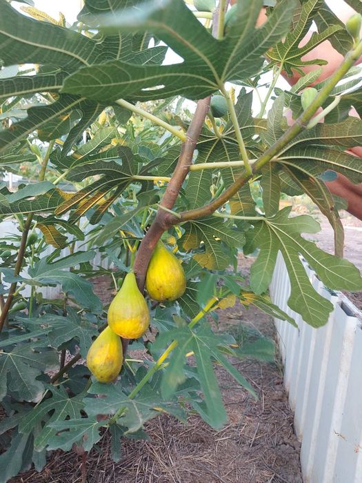 Саджанці інжиру, інжир