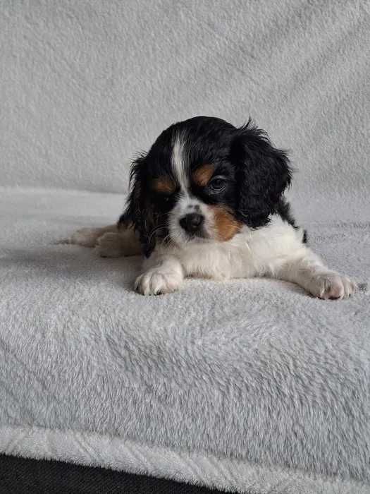 Cavalier King Charles