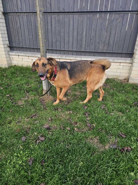 Michalinka 1,5 r większa piękna i łagodna  suczka do adopcji