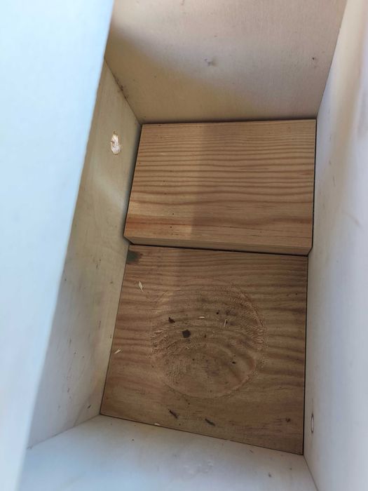 Ninhos novos de piriquitos ingleses