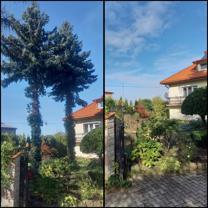 Wycinka drzew, wycinka alpinistyczna, Usługi rębakiem do gałęzi