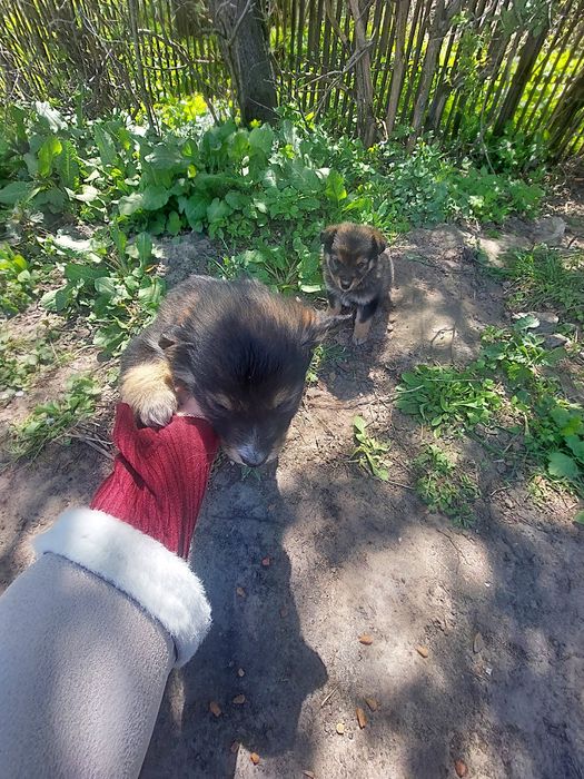 Віддам в добрі руки маленьких цуценят