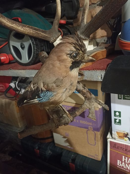 Продам чючело сойки