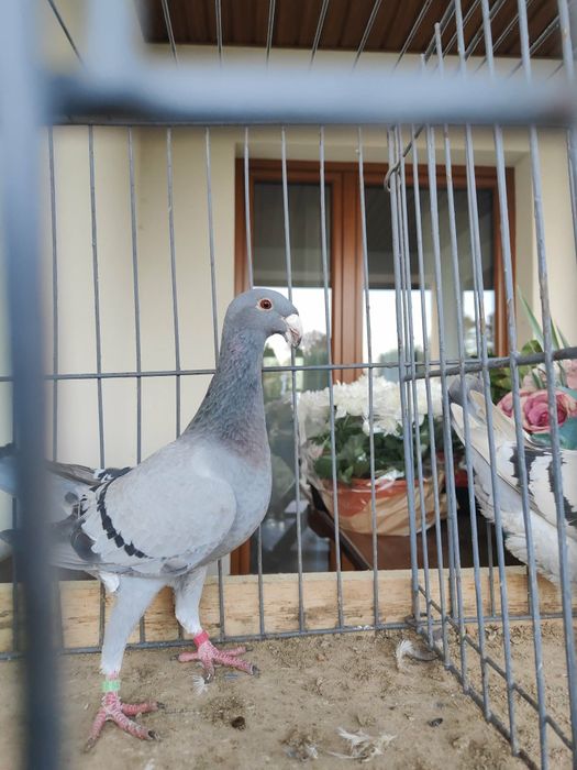 Gołębie Niemiecki Wystawowy