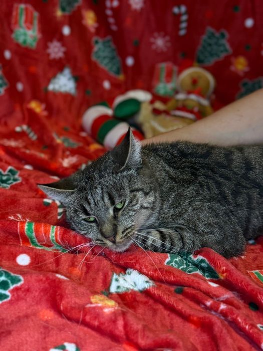 Mimi – kotka z historią, która pragnie już tylko miłości