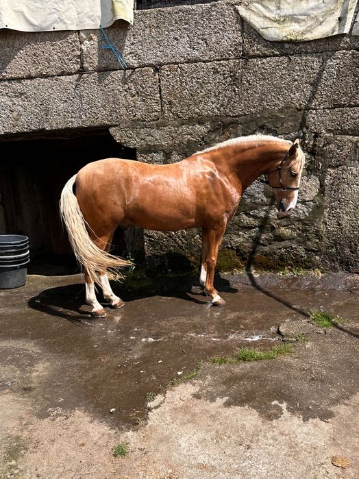 Poldro palomino com 4 anos