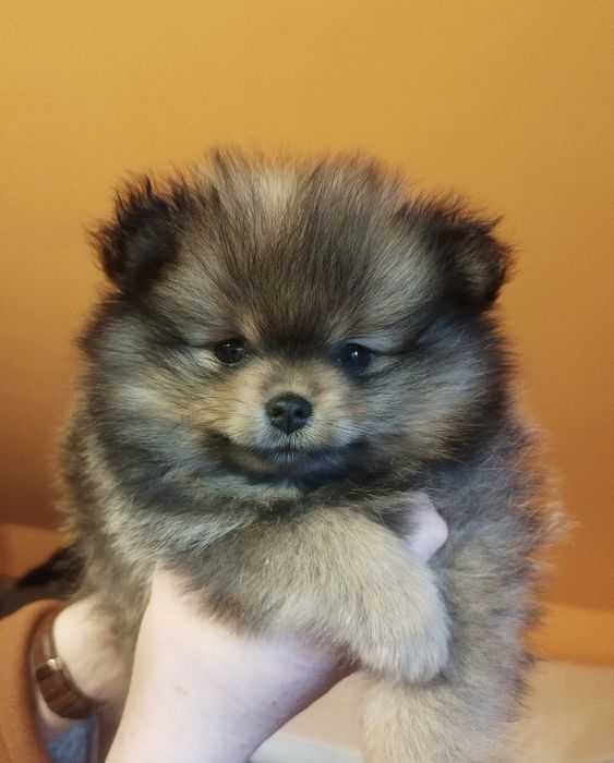 Zkwp szpic miniaturowy pomeranian