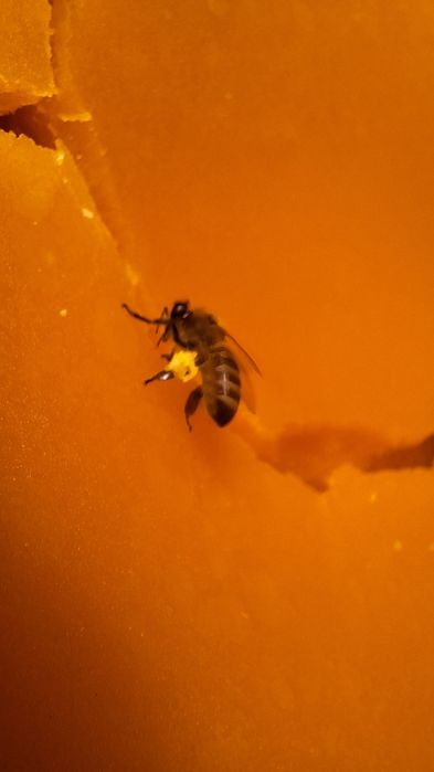 Воск бджолиний натуральний віск