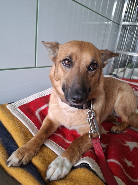 Irenka- słodka roczna sunia do adopcji