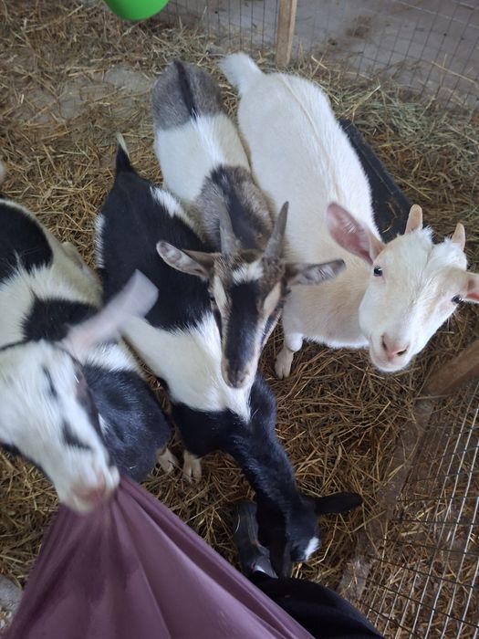2 koziołki i 4 kózki zmienią domek