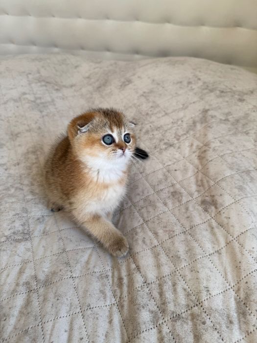 Zwisłouchy szkocki kociak