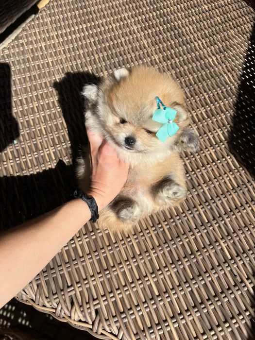 Lulu da Pomerânia. Ursinho Mini. Lop e Afixo . Russo.