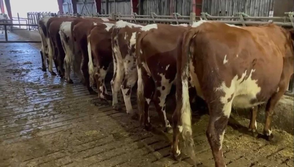 Jałówki cielne wysokocielne nowa dostawa 13.12