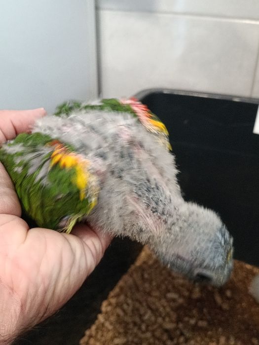 Amazona aestiva bebes