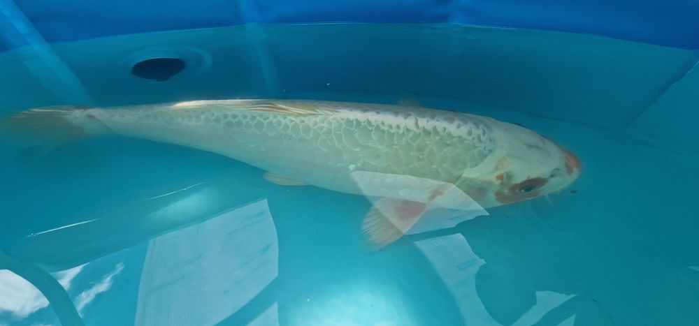 Carpa koi com 41cm