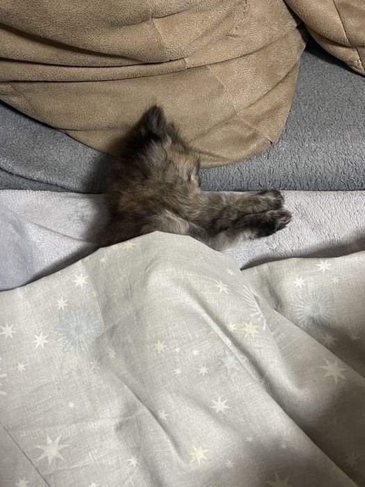 Віддам кошенят в добрі руки