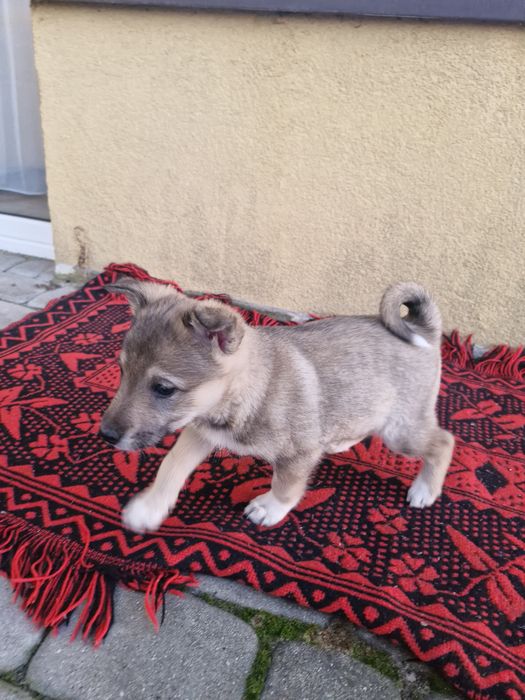 Łajki zachodniosyberyjskie