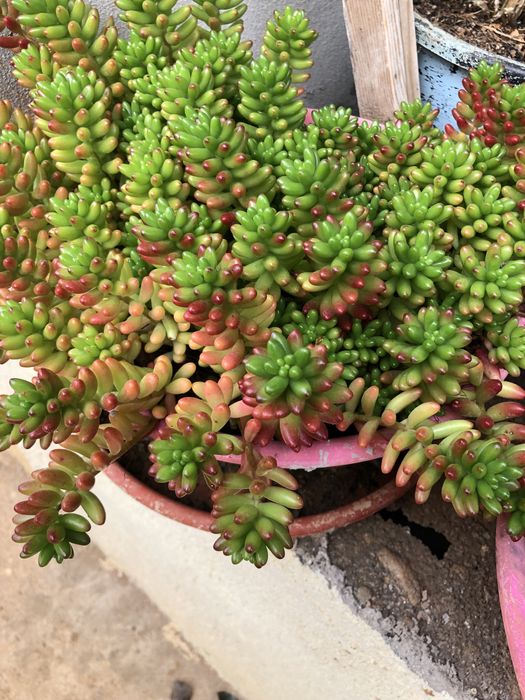 suculentas  muito bonitas