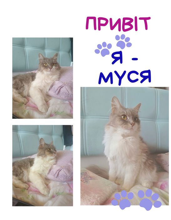 Шукаємо дім для кошечки