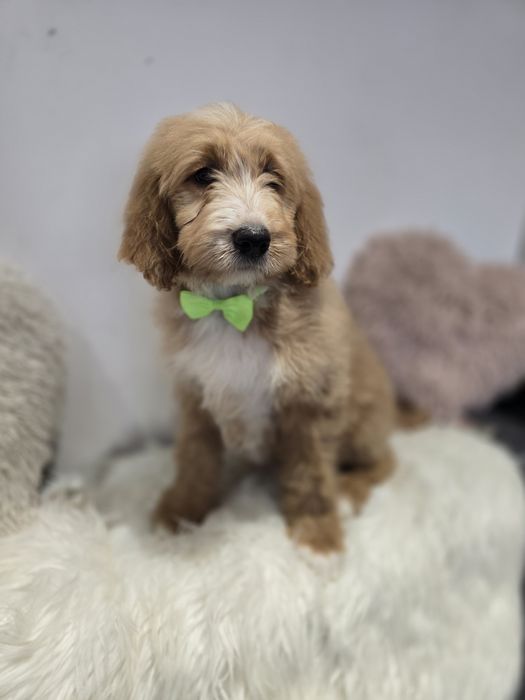 Goldendoodle f1 standard