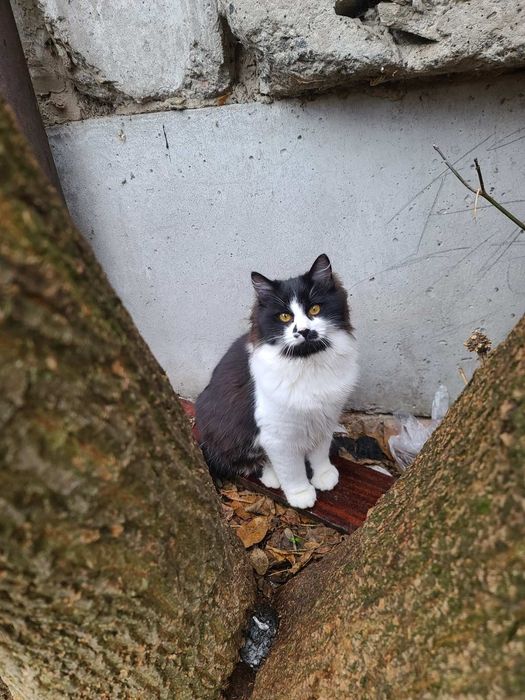 Молодий котик 7міс