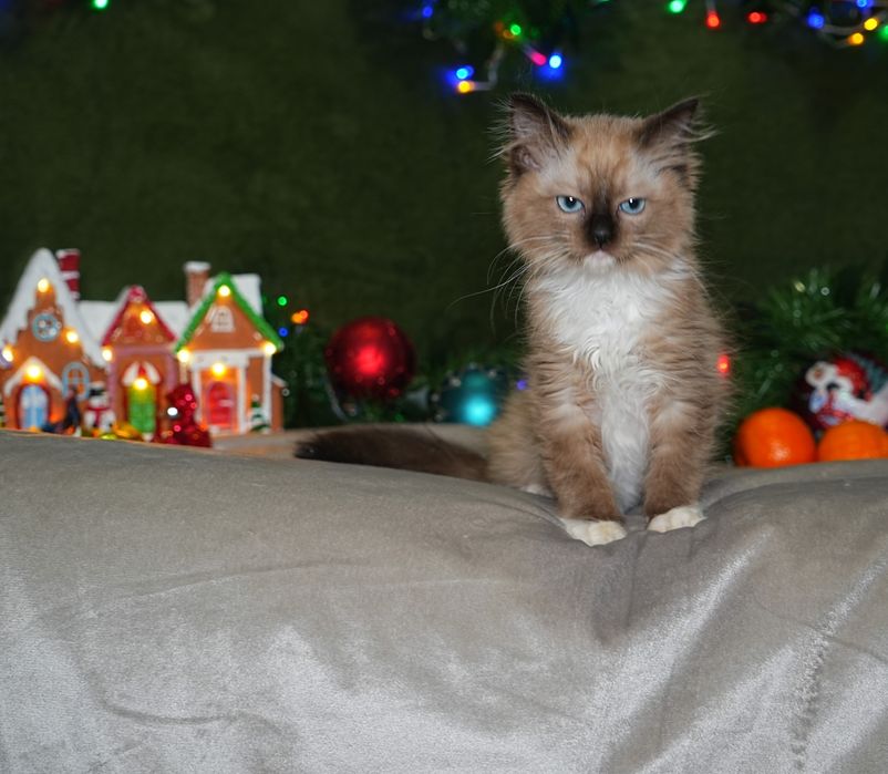 Kotka mink ragdoll/cherubim wykastrowana, do odbioru