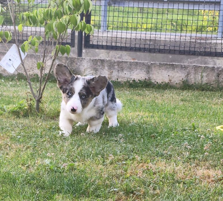 Maluszek Welsh Corgi Cardigan MAX zarezerwowany