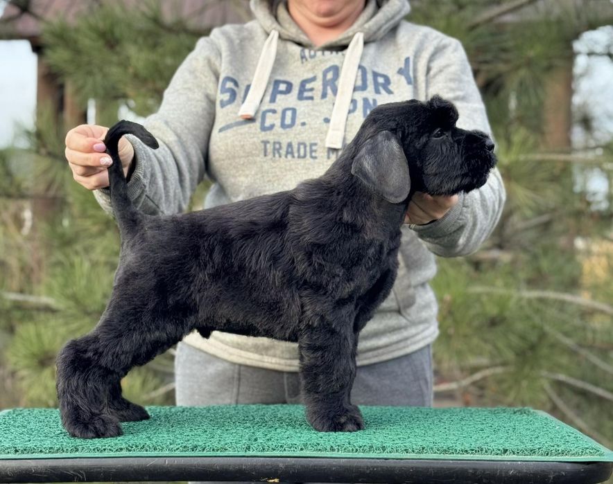 Резерв щенка ризеншнауцера