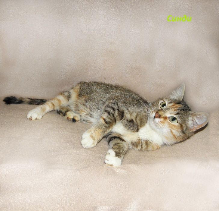 Маленькая, красивая котенок-девочка Синди, похожая на барханную