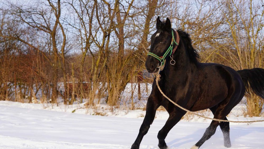 Klacz śląska, 3 lata