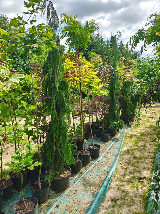 CYPRYS Nutkajski PENDULA 250-350cm