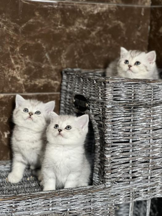 Зеленоглазый серебристый приглашает