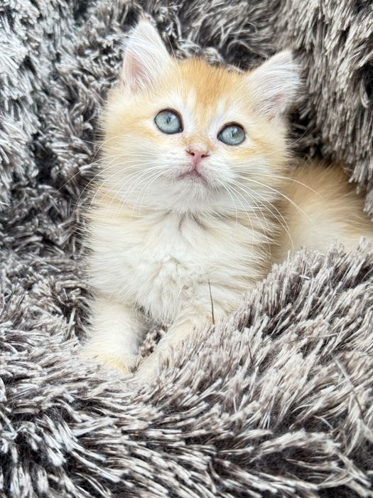 British shorthair  macho