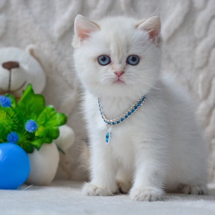 Київ. Нарядна британочка