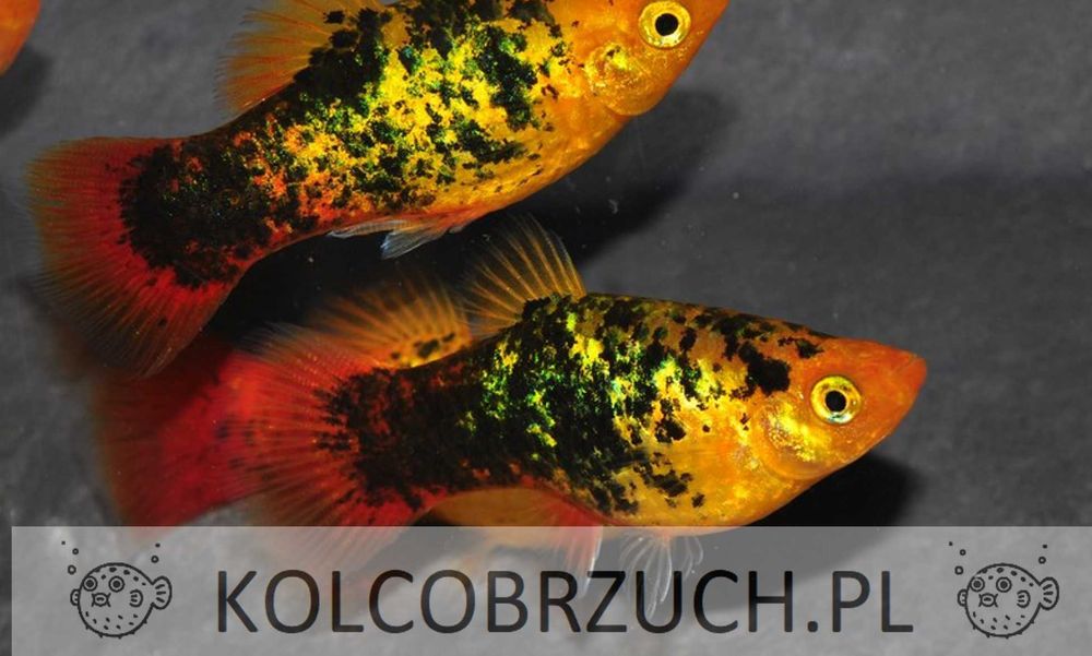 Zmienniak plamisty - Platka - Platynka - ODMIANA SUNSET CALICO - dowóz