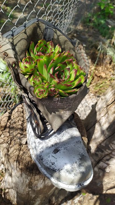 Молодило (камяная роза,живучка)