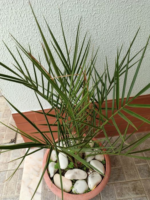 Palmeira em vaso