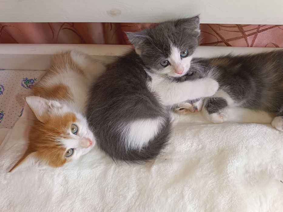 Котик рижий, кошеня руде, кошенята
