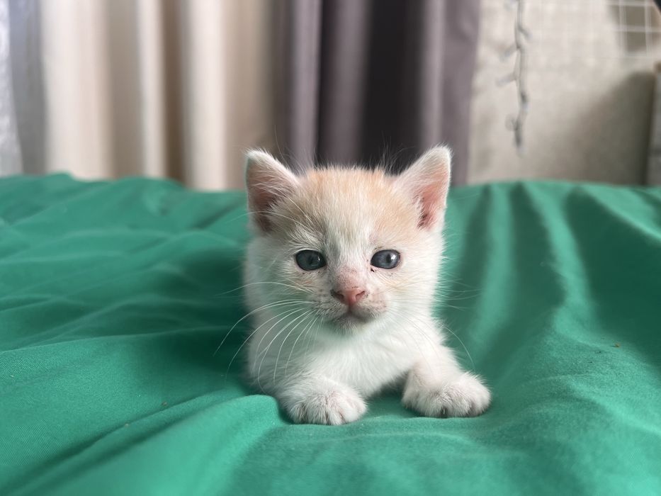 Кошеня риже (маленьке) кіт
