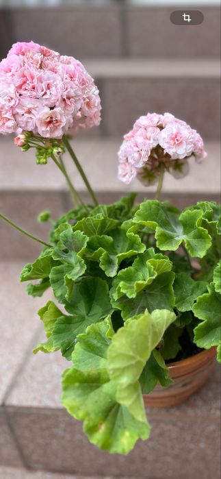 Пеларгонія сортова