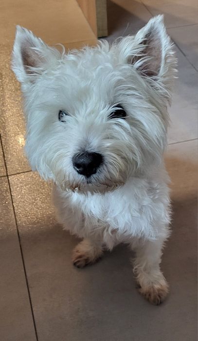 West terrier  piesek tylko w dobre ręce