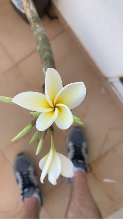 Plumérias (Frangipani) – Várias Cores de Flor