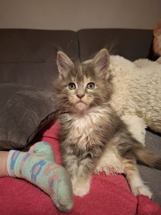 Przepiękna niebieska szylkretka