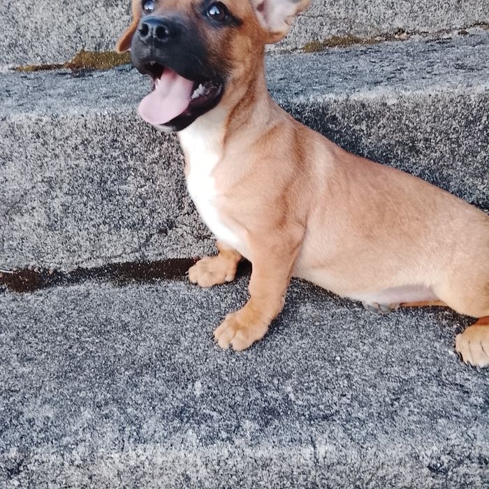 Cães para adoção