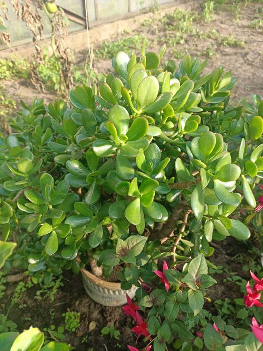 Sprzedam grubosz (drzewko szczęścia)