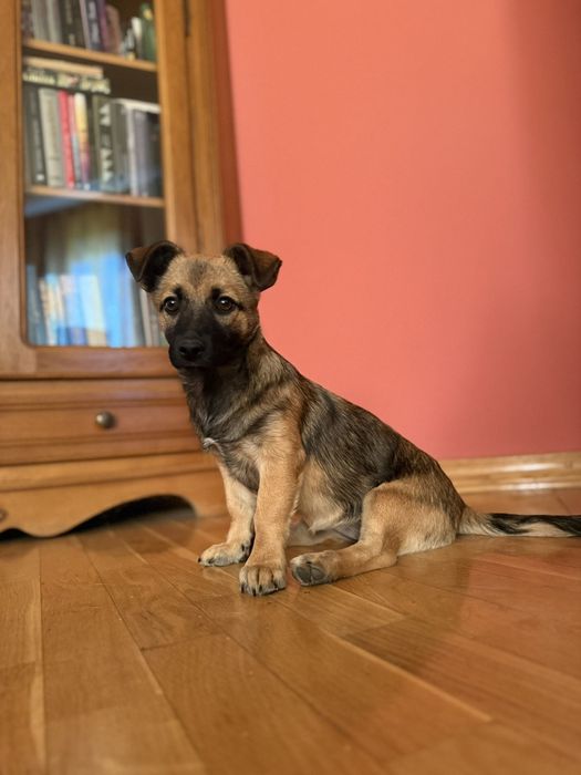 Собачка в добрі руки