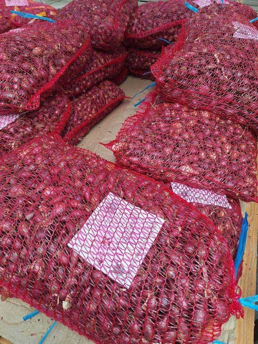 Cebula Dymka Electric Czerwona 5kg Luz 5-20mm Ozima do sadzenia Zimowa