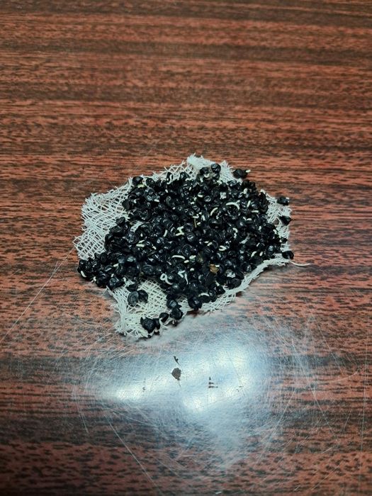 Продам насіння чорнушки